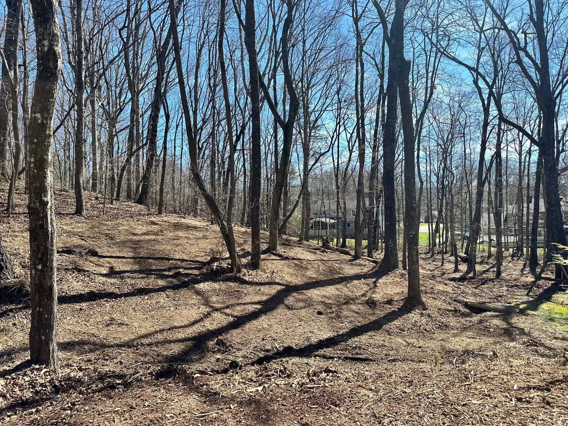 Forest landscape with many bare trees and ground covered in leaves.