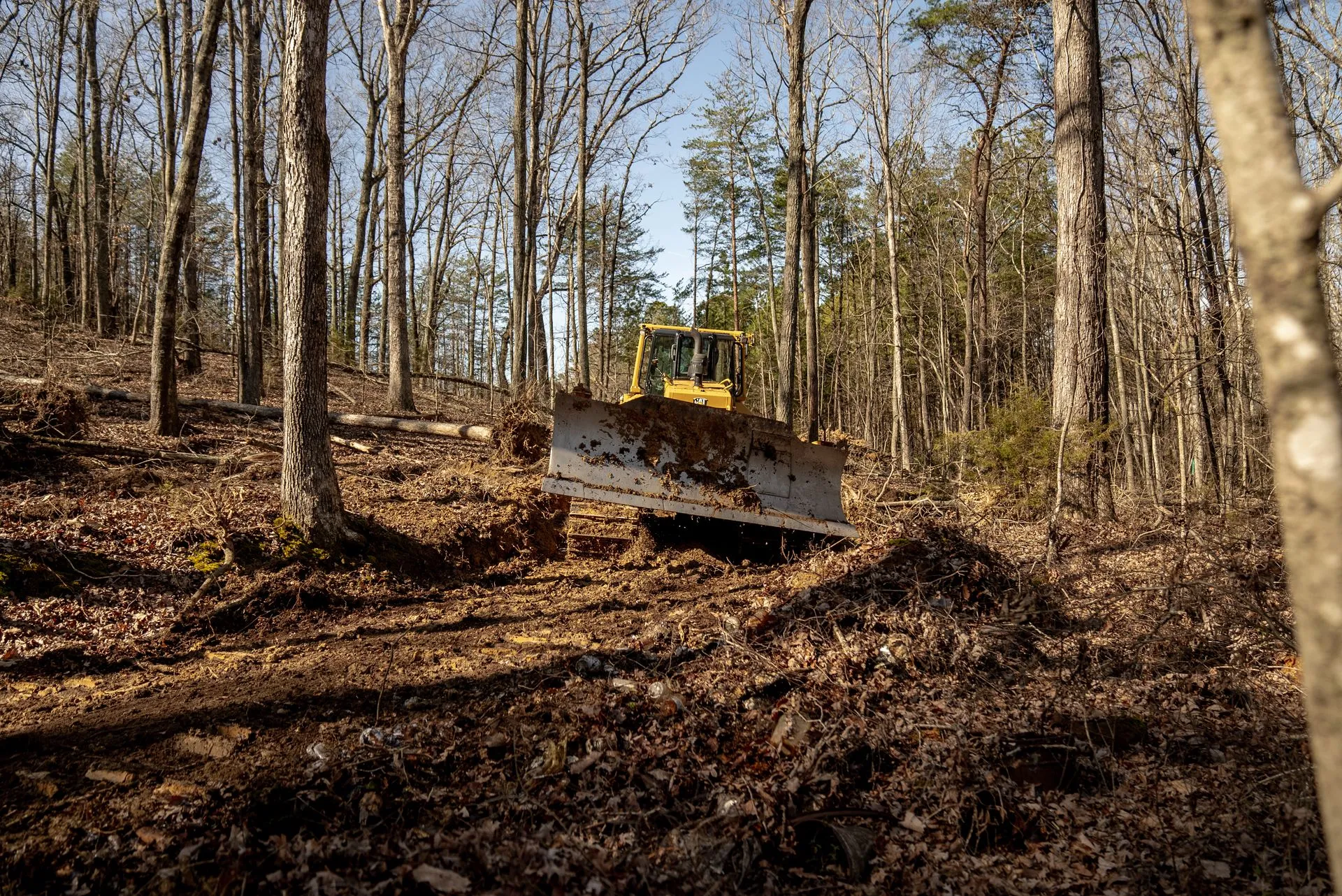 Bulldozer clearing trees in a forest, brown leaves, bare trees, bright sky.
